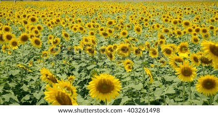Sunflowers in farm with blue sky.Sunflowers.