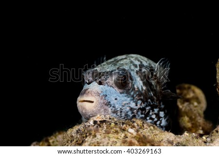 Puffer Fish on the reef