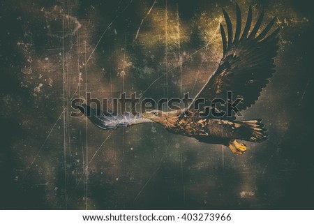 Birds of prey - White-tailed Eagle (Haliaeetus albicilla). Old photograph stylized with scratches and dust. Old, analog photography filter. Old camera style.
