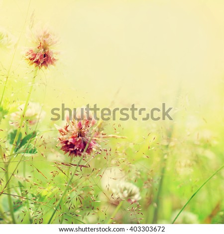 Summer blossoming clover background, selective focus, toned