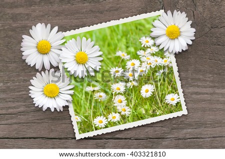Photo of spring meadow, decorated with daisies on grunge wooden board; Spring mood; Spring impression for greeting card