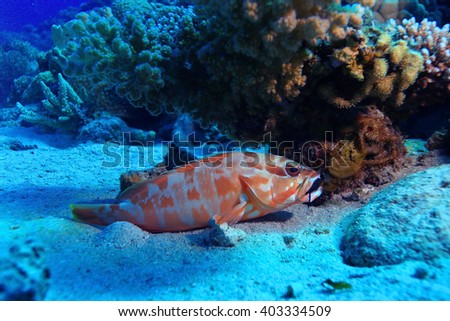 grouper underwater photo