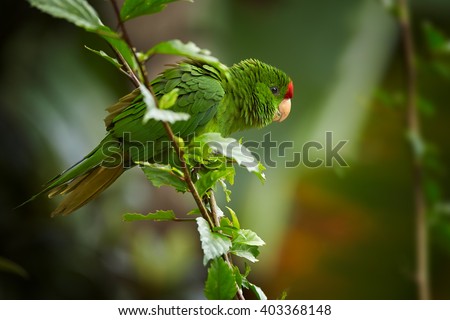 Close up photo of green and red Scarlet-fronted Parakeet, Psittacara wagleri, perched on hibiscus branch. Wildlife photo of aratinga parrot in forest of Sierra Nevada de Santa Marta, Colombia.
