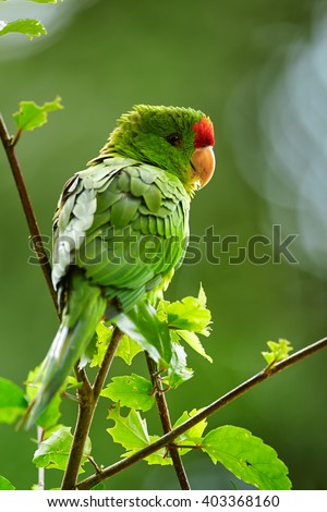 Vertical portrait of green and red Scarlet-fronted Parakeet, Psittacara wagleri perched on hibiscus branch. Wildlife photo of aratinga parrot in Colombian forest.