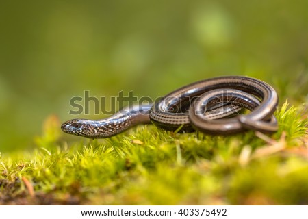 Slow worm (Anguis fragilis) on moss in a forest of Dolomites, Italy