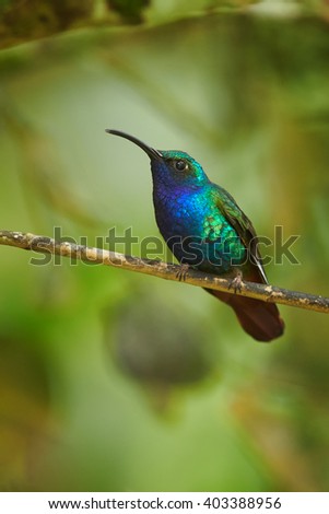 Close up, vertical photo of rare, sparkling blue and green hummingbird,  Lazuline Sabrewing, Campylopterus falcatus, perched on twig against blurred green forest in background. Sierra Nevada,Colombia.