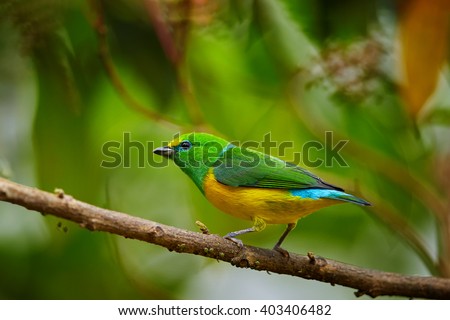Colorful, yellow and bright green, small tropical bird, Blue-naped Chlorophonia,Chlorophonia cyanea psittacina, perched on twig against blurred green leaves. Close up,wildlife photo. Colombia. 