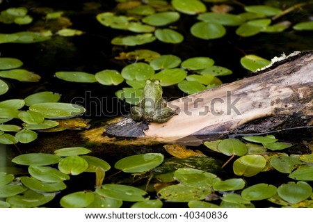 Comical picture of the rear view of a frog on a log in a bog