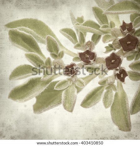 textured old paper background with succulent plant  Aizoon canariense, Canarian iceplant