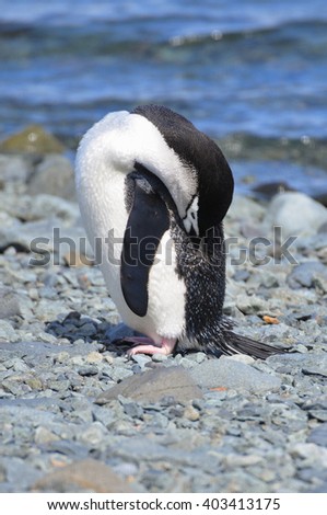 Penguin, Chinstrap
