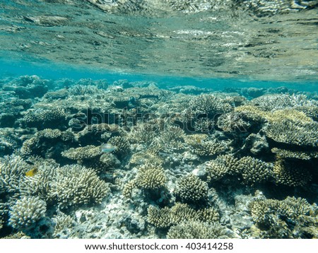 a beautiful coral reef for snorkeling