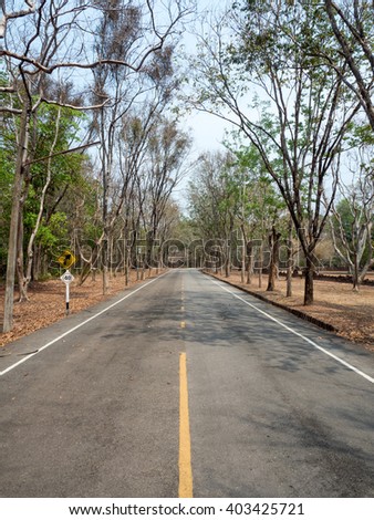 road with dry tree.