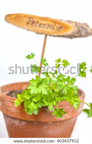 Flowerpot with parsley plant with the shield and the word Petersilie, translation: parsley