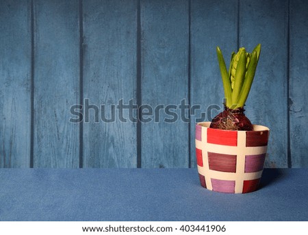 Hyacinth on the blue background