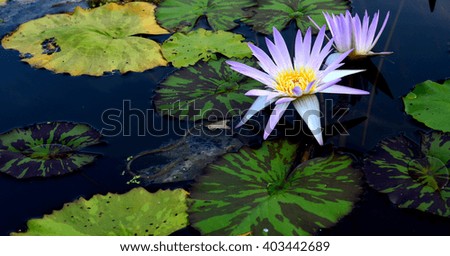 lotus flower and leaf in water garden.