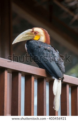 Bar-pouched Wreathed Hornbill toucan exotic bird