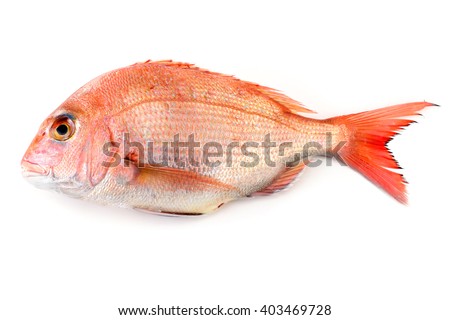 red sea bream Royalty-Free Stock Photo #403469728