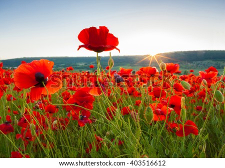Field of poppies against the setting sun Royalty-Free Stock Photo #403516612