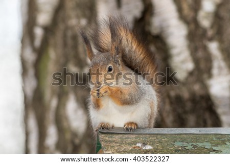 portrait of a beautiful squirrel close up