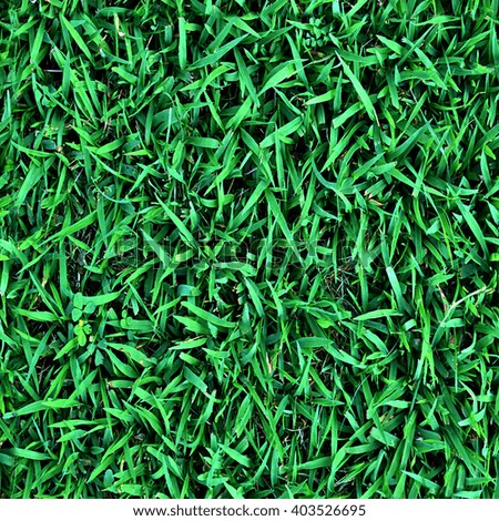 Green grass seamless texture on top high quality pattern. Summer loan.