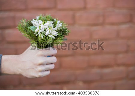 Against the background of a brick wall hand with snowdrops