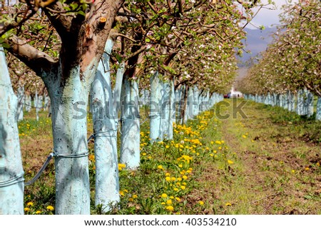 picture of a blooming apple trees in spring