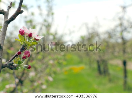 picture of a pink apple blossoms in april