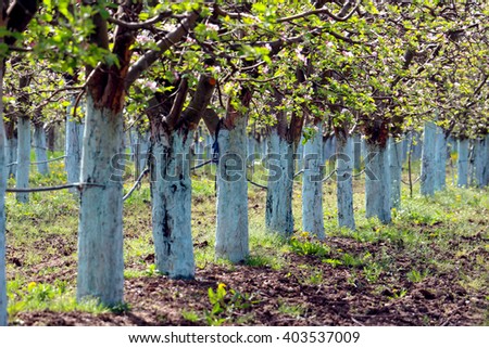picture of a blooming apple trees in spring