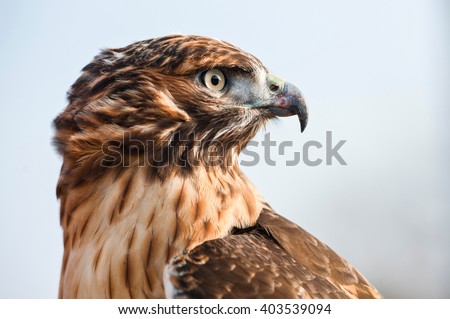 Portrait in profile of a Red Tailed Hawk looking into the distance. Close-up of hawk's head, beautiful feather detail and a powerful, determined gaze Royalty-Free Stock Photo #403539094