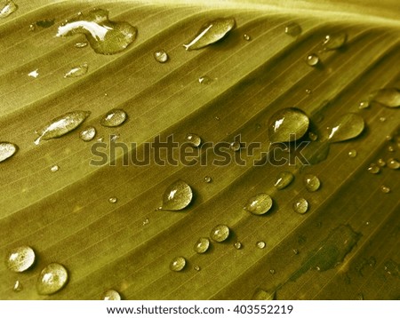 drops of dew on the leaf in a variety of colors. beautiful texture leaf. local focus
