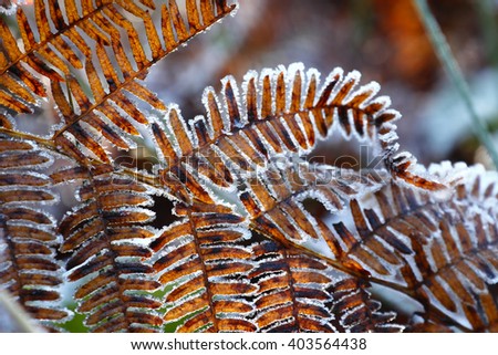 Close up detail of fronds on a Tree Fern(Dicksonia antarctica) covered with snow, lit by the morning sun, local focus