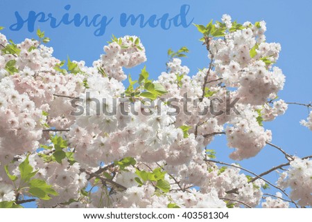 Inspirational phrase Spring mood written on a picture of Blooming tree branches