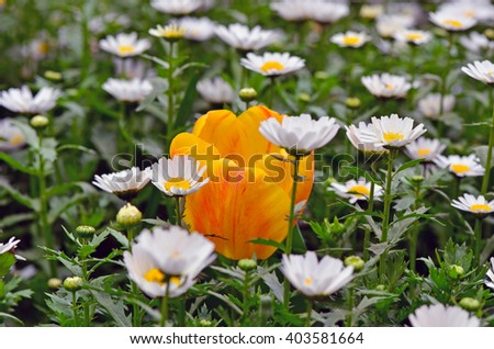 Tulip inside daisy flowers