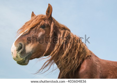 Beautiful brown horse portrait
