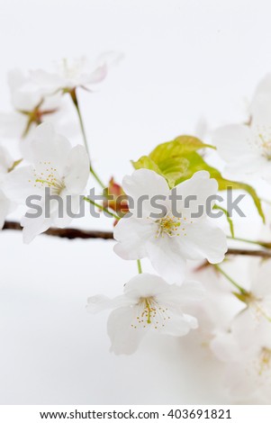 Spring Cherry blossoms, white flower
