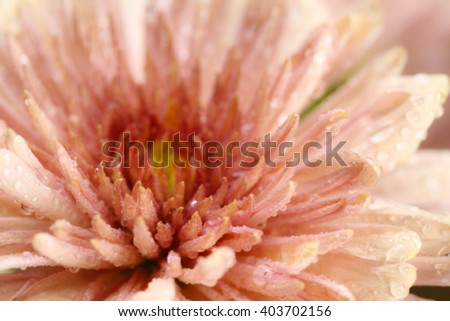 A macro photo of flower beauty (blurred)