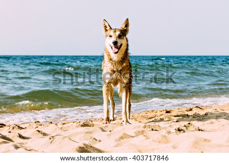 dog enjoying the sun at the beach after swimming