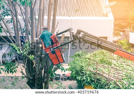 Gardener pruning a tree with chainsaw on crane. Royalty-Free Stock Photo #403719676