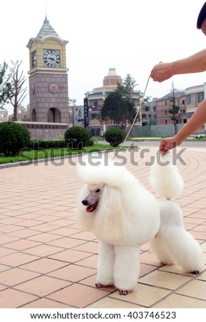 The  purebred big poodle dog portrait  in outdoors