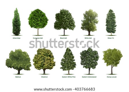 Tree types, sorts/specimens.Vector tree illustrations of Arborvitae, European Ash, Black Ash, White Ash, Silver Fir, Chestnut, Eastern White Pine, Cottonwood and Honey Locust trees. 