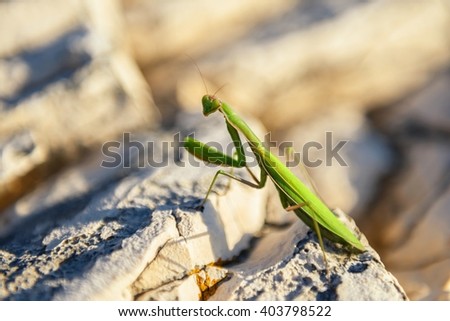 Praying Mantis on rocks