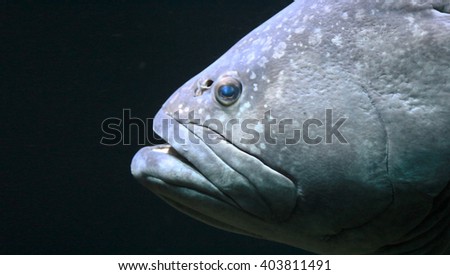Close up picture of the face of a big fish swimming in the water.