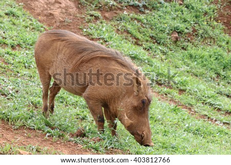 Profile picture of warthog (Phacochoerus africanus) with long mane.