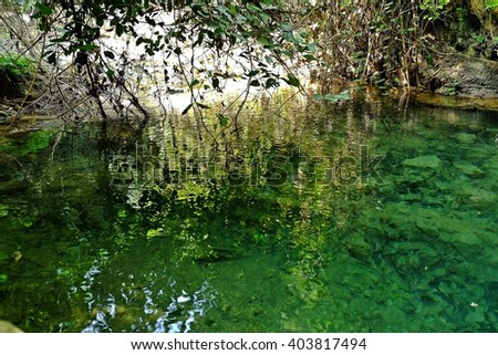 Water in forest