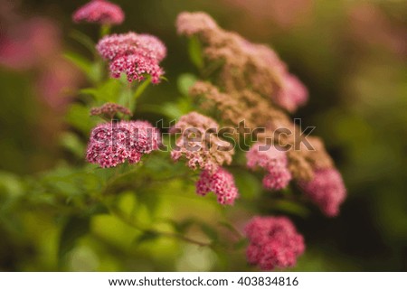 Pink flowers on a green background