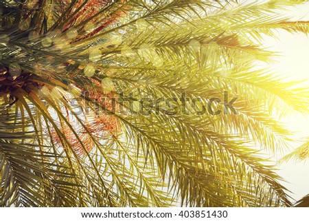 Sun over green palm leaves