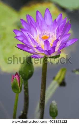 beautiful lotus flower close up