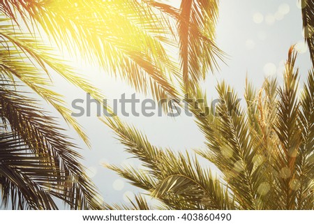 Sun over green palm leaves