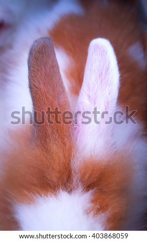Rabbit ears. Brown and white rabbit ears.