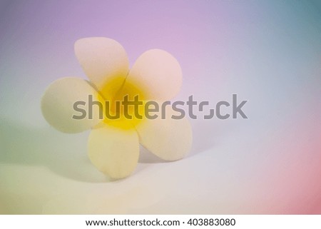 Plumeria on white background.Pastel tone.